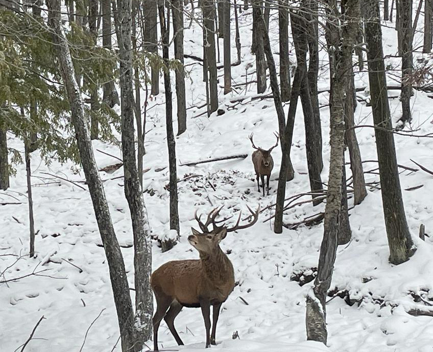 photo de cerfs