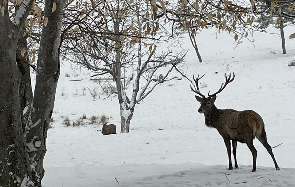 Photo cerfs