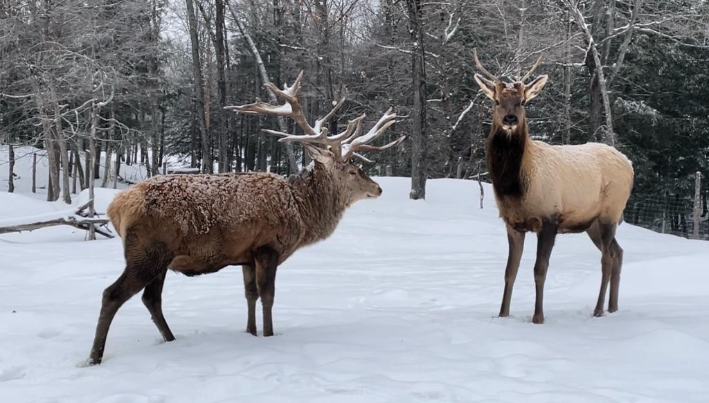 Photo cerfs