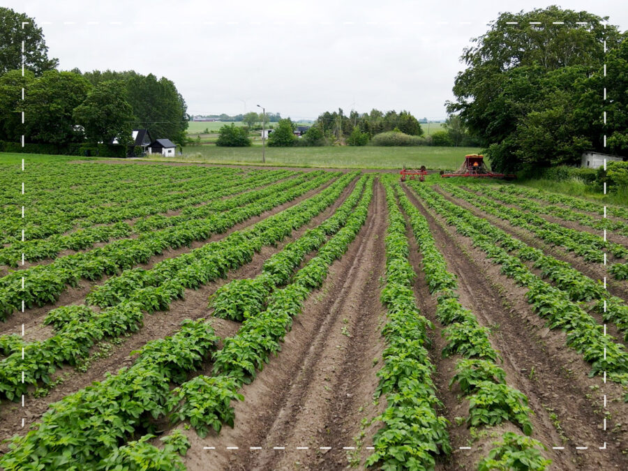 Måltidsenheten har nu planterat höstens potatis