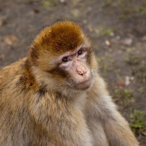 Nürnberger Zoo