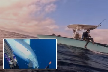 Diver’s chilling scream for help as world’s fastest shark attacks in shock vid