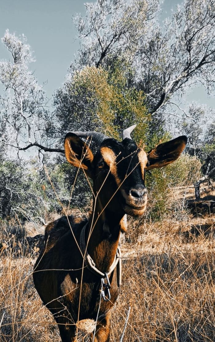 A homesteader in Portugal shares her experiences running a farm, feeding her family and supporting a Bitcoin community through workshops.