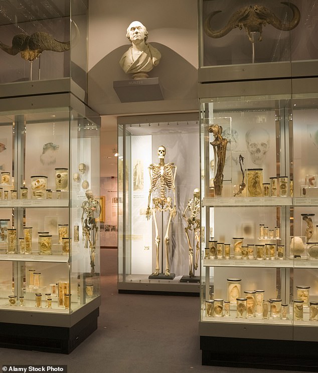 The skeleton used to be pride of place at the Hunterian, which is named after Scottish surgeon and anatomist John Hunter, who arranged for the Giant's body to be snatched when it was on the way to its sea burial