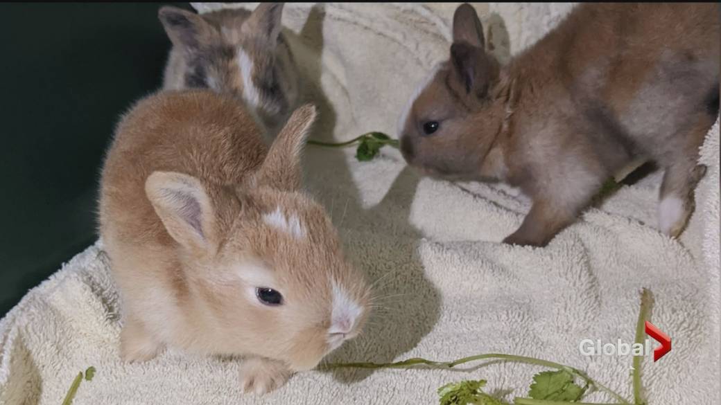 Click to play video: 'BCSPCA seizes 32 neglected rabbits from Vancouver home'