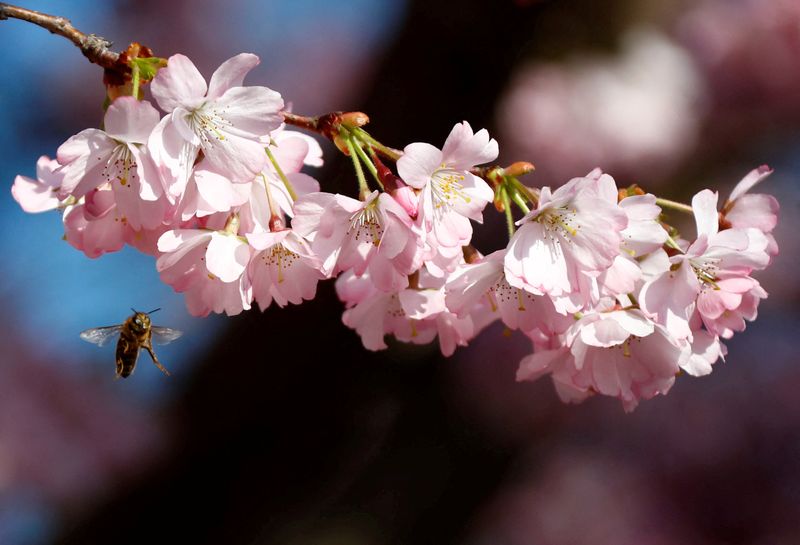 EU to promote 'buzz lines' to help reverse decline of bees by 2030