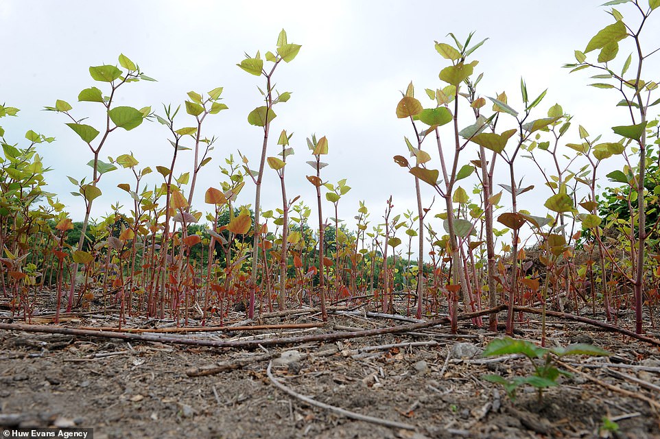 It is most easily identified during the spring and summer months. Red shoots emerge in spring (pictured)