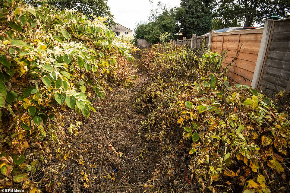 In the beginning of autumn, the dense thickets of leaves will remain, but they will begin to turn yellow in colour