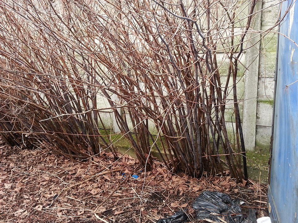 Throughout the colder months the stems (pictured) will change to a darker brown before the plant becomes dormant in winter