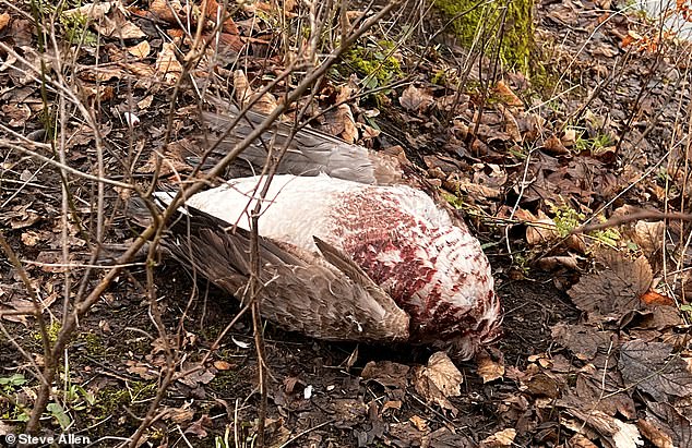 Pictured: A dead bird in Queens Park in Heywood, Rochdale, amid the bird flu outbreak