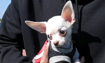 A chihuahua