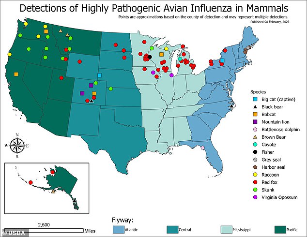 The detection of serious bird flu cases across the US. Red fox is a key mammal carrier