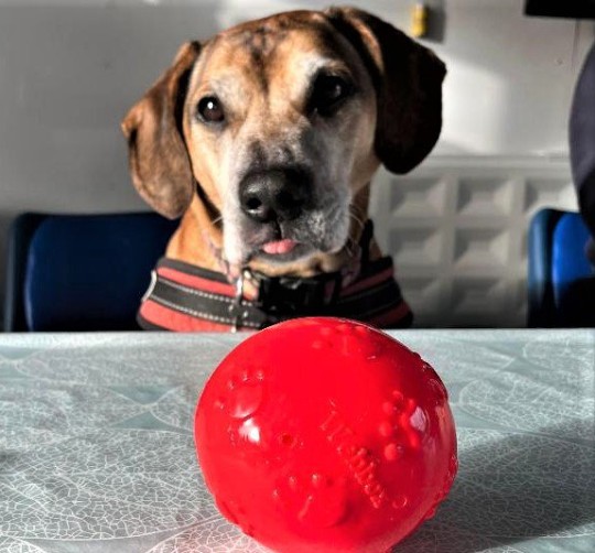 Charlie and a red ball 