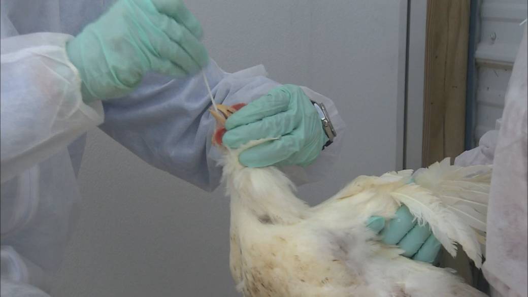 Click to play video: 'Bird flu virus spreads to mammals'