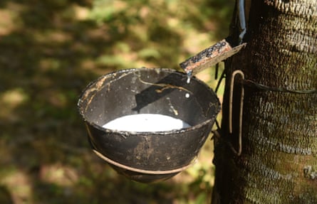 Rubber cultivation in India.