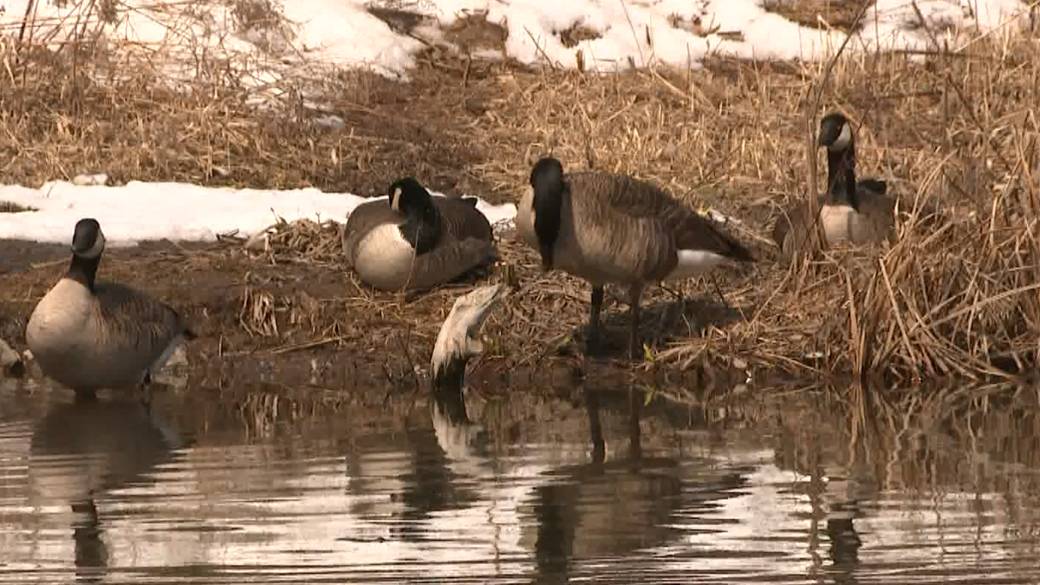 Click to play video: 'Why avian flu spread has some experts cautioning need for human vaccine'