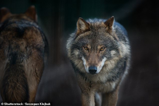 In the highlands of Scotland, where wolves were eradicated in 1769, it has been argued their reintroduction could help control red deer, which damage native woodlands