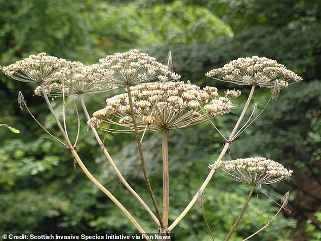 The giant hogweed's sap stops the skin protecting itself against the sun's rays, leading to gruesome burns when exposed to natural light