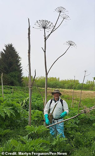The giant hogweed is native to the Caucasus