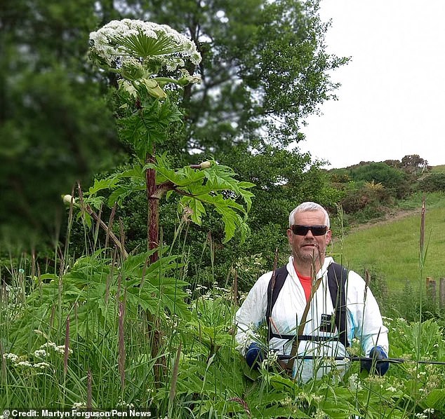 Martyn Ferguson, from Aberdeenshire, Scotland, has been battling giant hogweed for six years, clearing it from local riversides in protective clothes