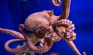 Cephalopoda class mollusc - Octopus vulgaris (Common octopus) in Aquarium Barcelona, Port Vell harbor in Barcelona, Spain<br>GGD3BW Cephalopoda class mollusc - Octopus vulgaris (Common octopus) in Aquarium Barcelona, Port Vell harbor in Barcelona, Spain