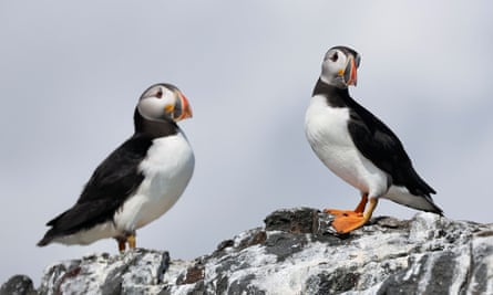 Puffins