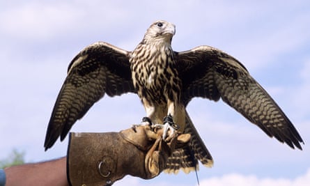Falconry displays are often among attractions at county shows.