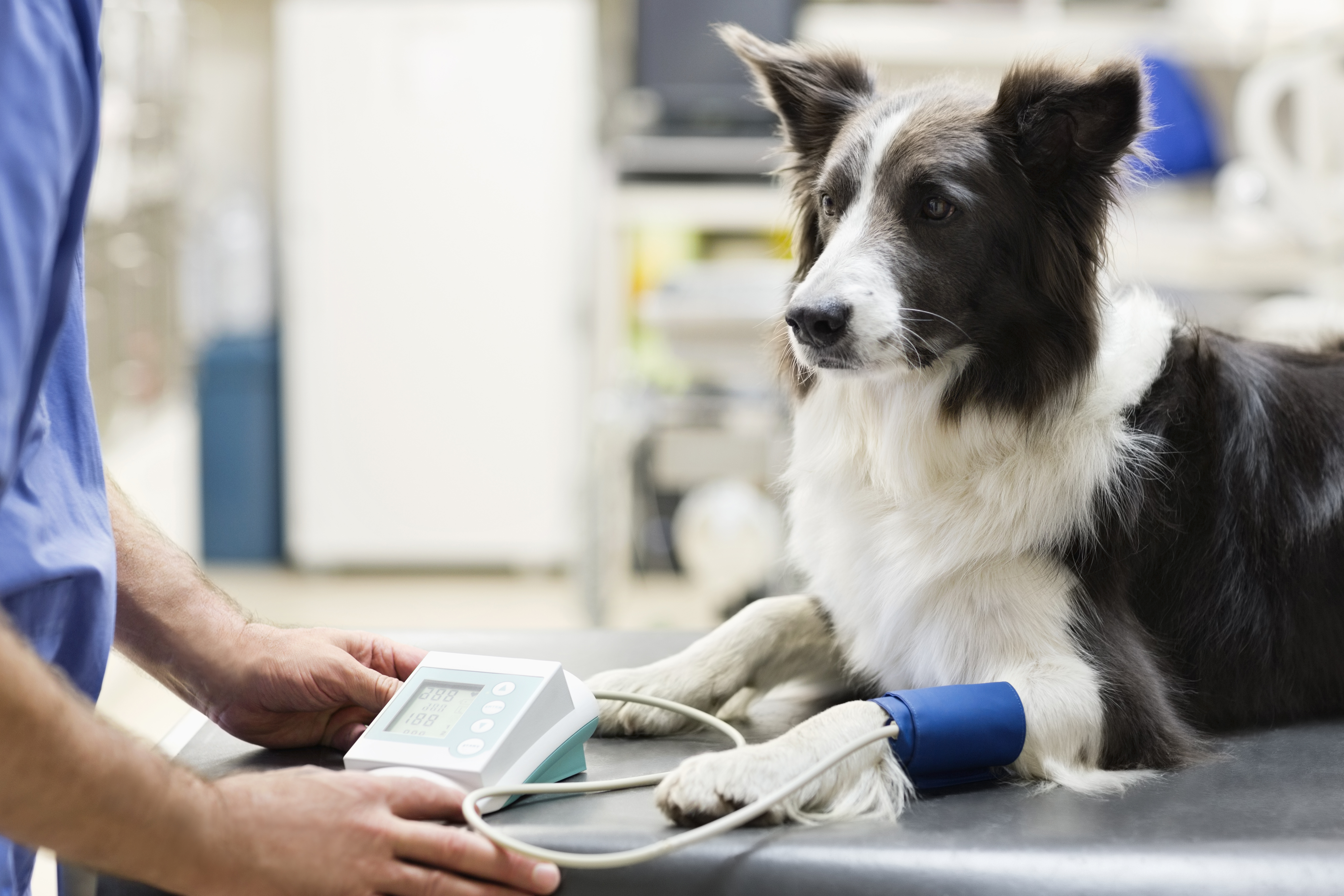 There's only one instance where you may not need to take your dog to the vet