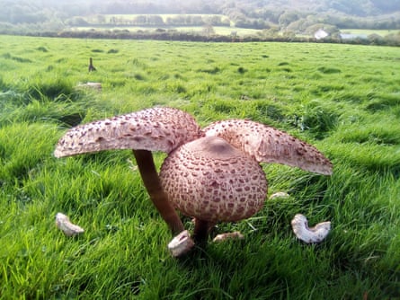 Parasol mushrooms