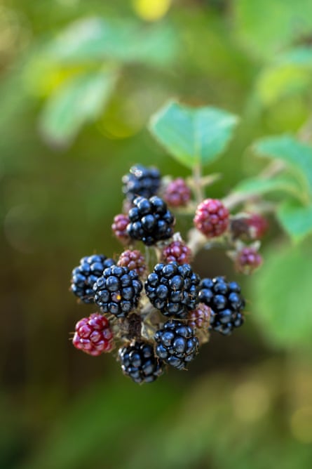 Blackberries