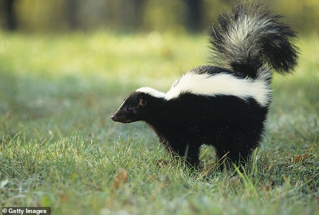 Forget about their smell, skunks are as deadly a vector for rabies as animals like raccoons and stray dogs, which are more commonly associated with the disease