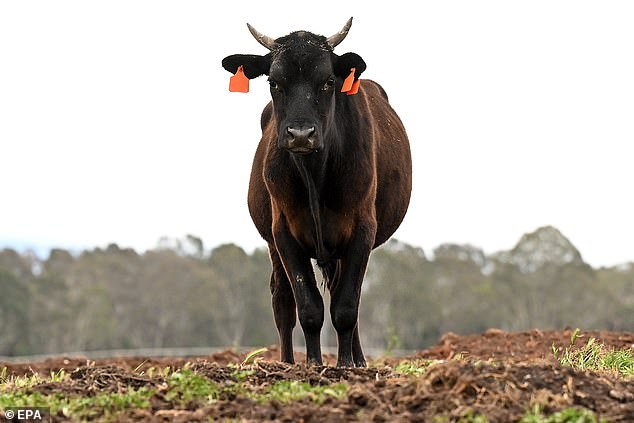 Humans may kill and eat them in record-numbers, but cows have proven adept at answering in kind. Every year, approximately 22 people are killed by a cow, according to data collected between 2003 and 2007 by the CDC