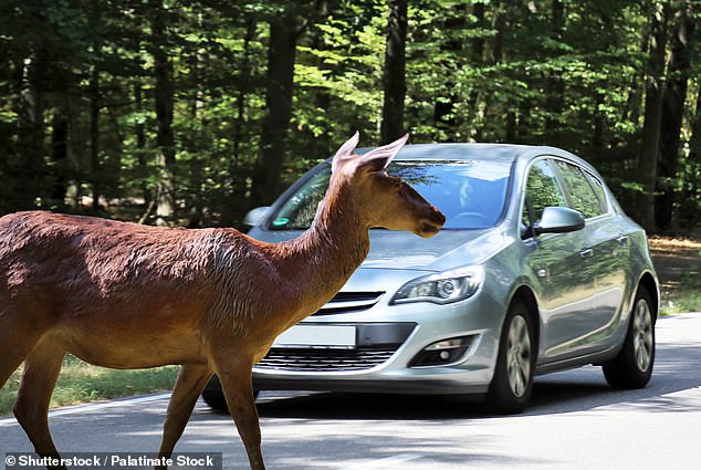 Deer kill people more than any other animal in the United States, year after year. Out of the over 700 deaths attributed to animals, annually, it is estimated about 440 deaths — nearly two thirds — are caused by collisions between deer and motor vehicles