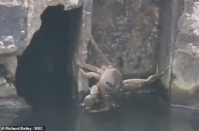 The species – named after its furry claws – is thought to have travelled from eastern China to Europe and north America in the sediment found on the bottom of ships ballast tanks. Pictured: Chinese mitten crab at the Kings Dyke in Whittlesey
