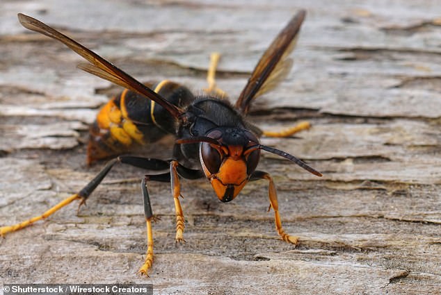 According to a CDC data analysis by Dr Joseph Forrester of the Medical College of Wisconsin, bees, hornets and wasps kill about 79 people each year, mostly men (80.9 percent) and mostly adults over the age of 35 (93.1 percent).