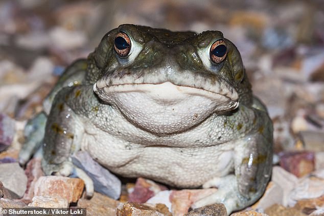 While some celebrities, like Mike Tyson, have claimed the Colorado River Toad's hallucinogenic secretions have brought them to the afterlife and back, the Toad's ooze has proven to be an actual killer for the unfortunate pets who have gotten in its way