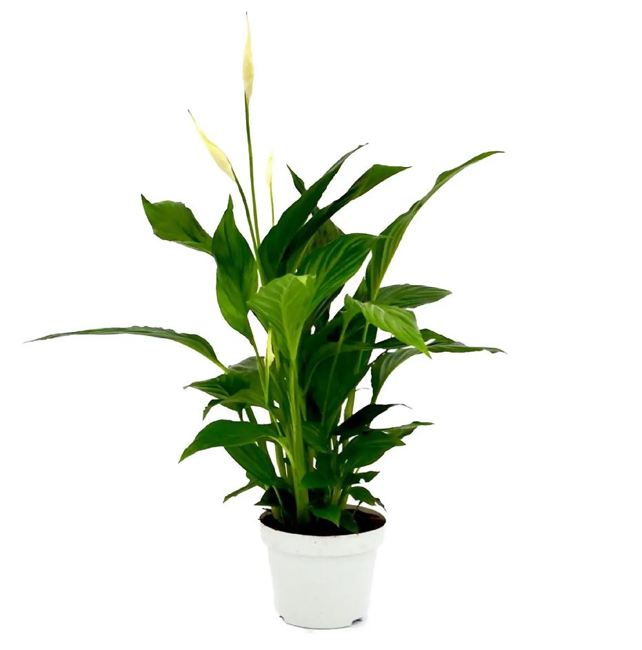 Homebase is selling a £5 plant that helps stop mould growing in your home