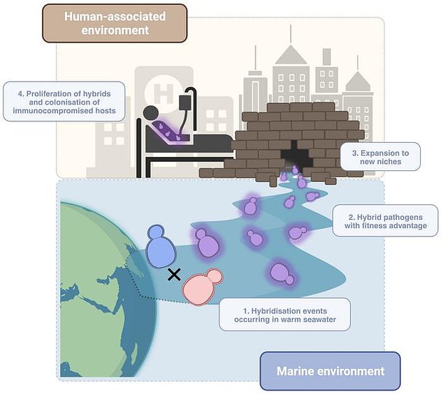 The new super-strain has acquired specific properties, such as infecting the human body, growing at higher temperatures and resisting antifungal drugs