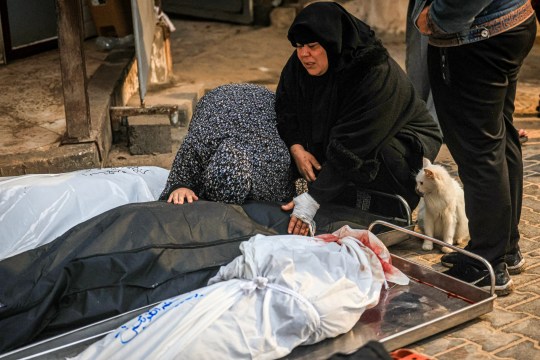 A cat observes as Palestinians from the Ashour family mourn the death of loved ones who were killed in Israeli bombardment, on December 14, 2023, at Najar hospital in Rafah, in the southern Gaza Strip, amid ongoing battles between Israel and the Palestinian militant group Hamas. (Photo by MAHMUD HAMS / AFP) (Photo by MAHMUD HAMS/AFP via Getty Images)