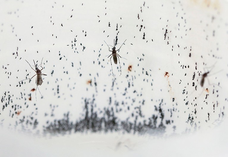 Mosquitoes lay eggs inside the World Mosquito Program's factory, in Medellin, Colombia.