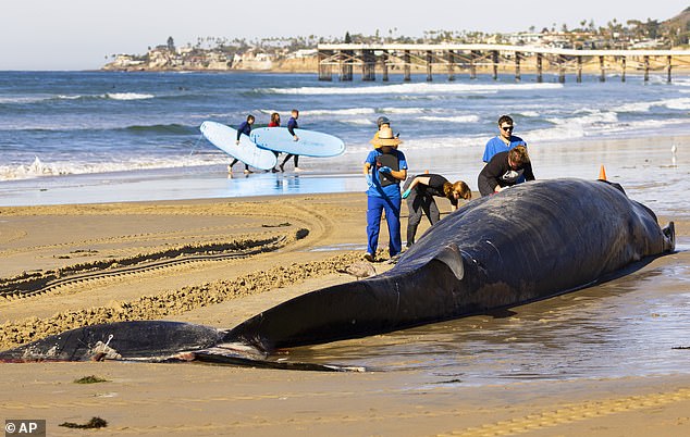 National Oceanic and Atmospheric Administration (NOAA) researchers originally thought the bite marks came from sharks, but were shocked to learn the real culprit was killer whales