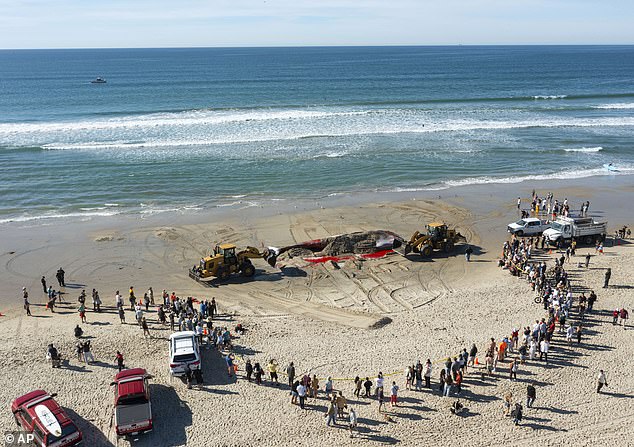 Michael Milstein, a NOAA spokesperson said a group of experts called in to investigate the case determined the scars were 'rake marks' and considered a killer whale signature