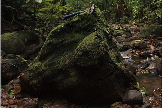 Scientists at the Smithsonian Tropical Research Institute have found the fossilized remains of the trees that once straddled the water's edge on the Barro Colorado Island