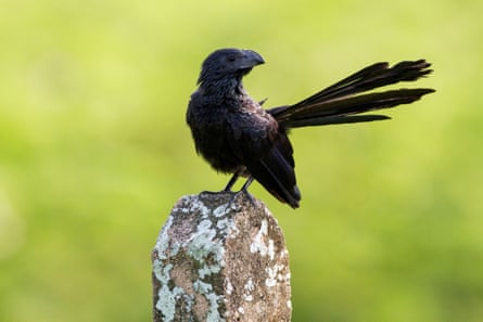 A groove-billed ani.