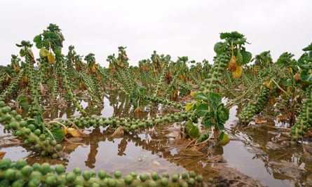 Closeup of brussels sprouts plants in waterlogged field