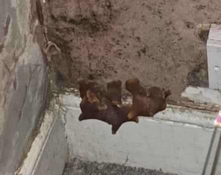 A mushroom, possibly domicile cup fungus, sprouting from the living room wall of Natasha La’Bow’s council flat in Lewisham, south London.