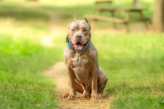 Shooting portrait of an american bully xl dog in nature