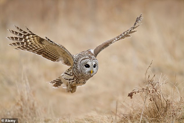 The FWS previously culled more than 2,000 barred owls but studies showed it didn't make a major difference to the spotted owl population