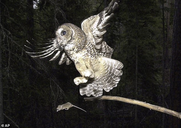 The spotted owl has become further endangered because the barred owl eats much of its food source