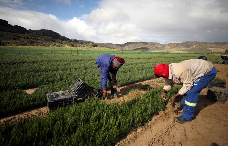© Reuters. FILE PHOTO: Workers collect rooibos tea seedlings for replanting at a farm near Vanrhynsdorp, South Africa, June 30, 2021. Picture taken June 30, 2021. REUTERS/Mike Hutchings/File Photo